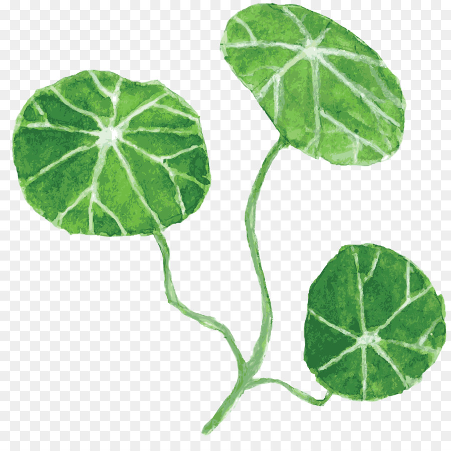 Hoja，Nelumbo PNG