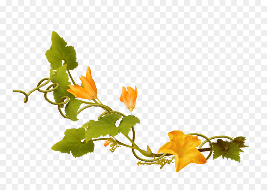 Vid Con Flores Amarillas，Hojas PNG