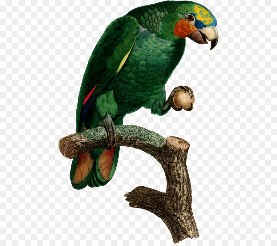 Loro，Pájaro PNG