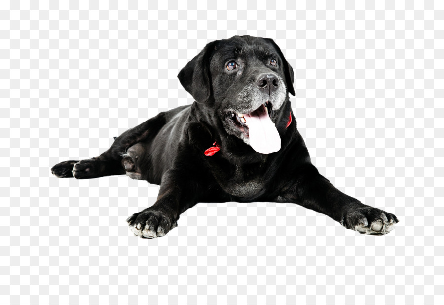 Labrador Retriever，Gato PNG