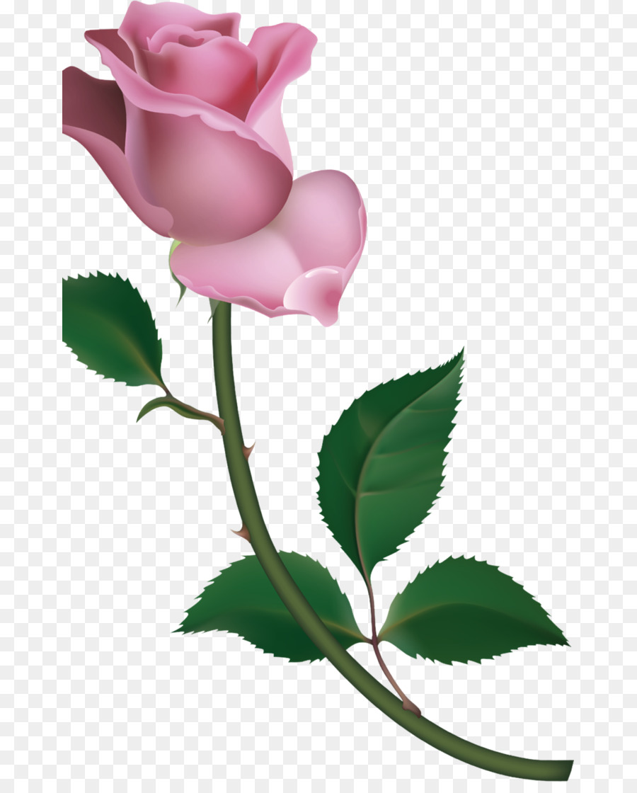 Rosas De Jardín，Rosa De Repollo PNG