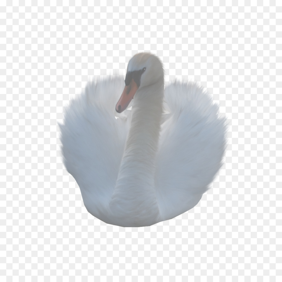 Cygnini，Pato PNG