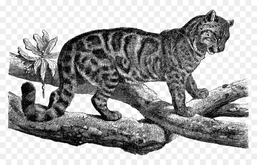 Tigre，Gato Salvaje PNG