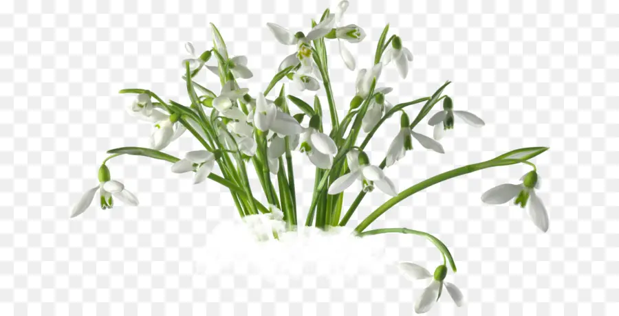 Campanillas De Invierno，Blanco PNG