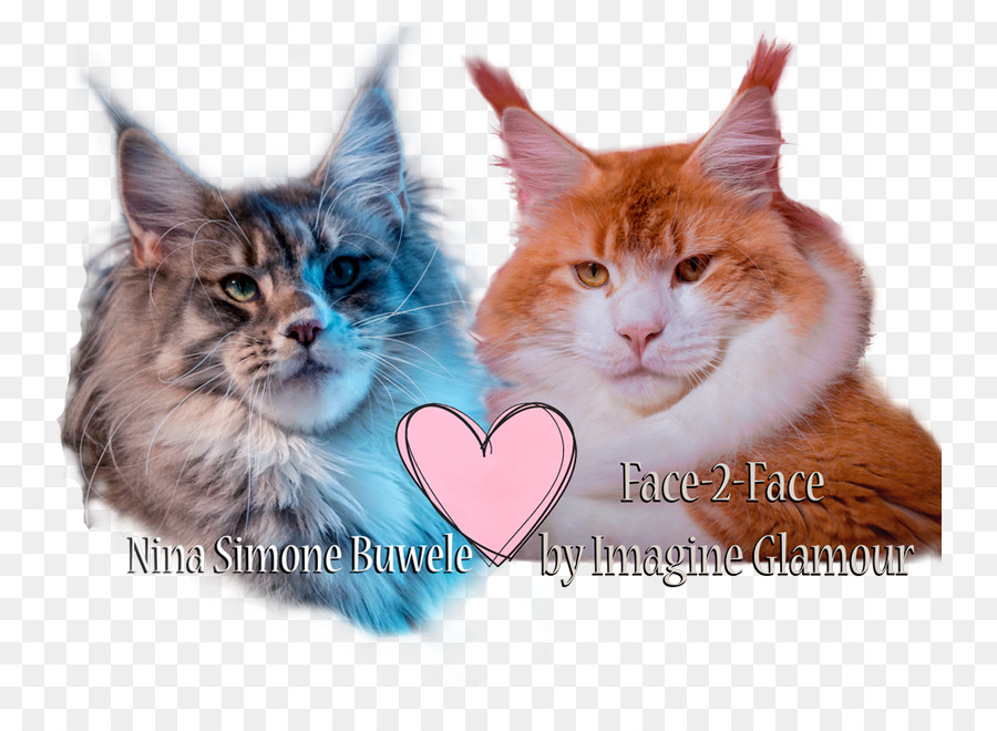 Maine Coon，Gato Del Bosque De Noruega PNG