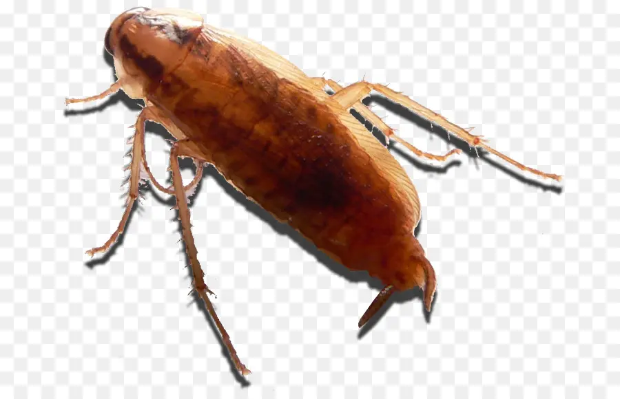 Cucaracha，Los Insectos PNG