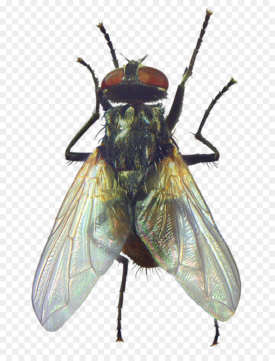Volar，Escarabajo PNG