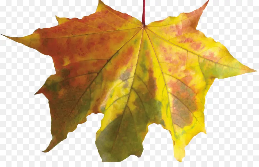 Hoja De Otoño，Caer PNG