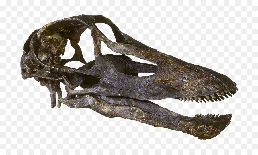 Diplodocus，Camarasaurus PNG