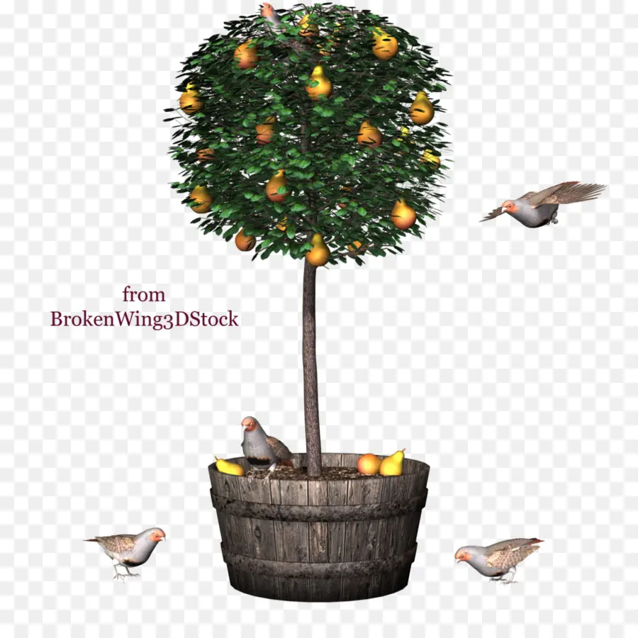 Árbol，Kumquat PNG