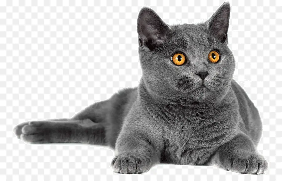 Gato Gris，Felino PNG