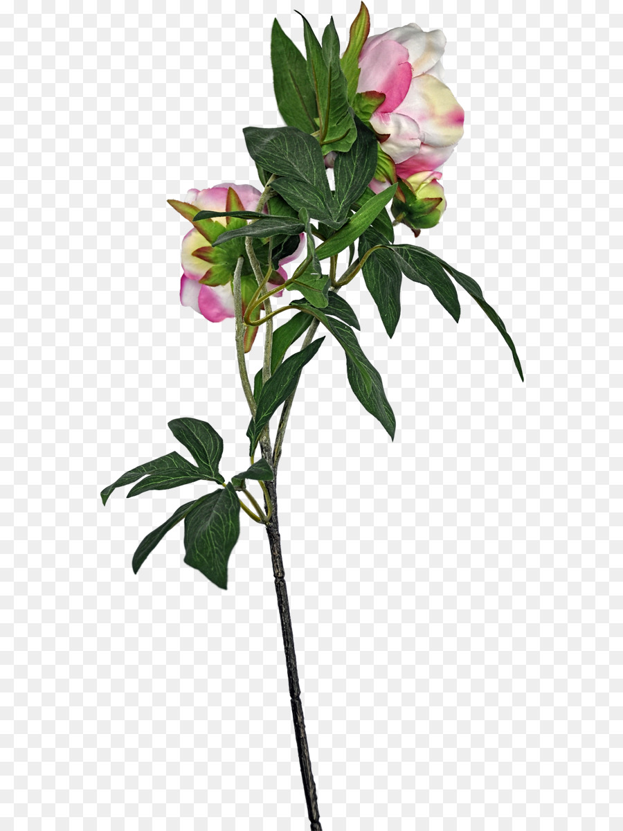 Las Flores Cortadas，Familia De Las Rosas PNG