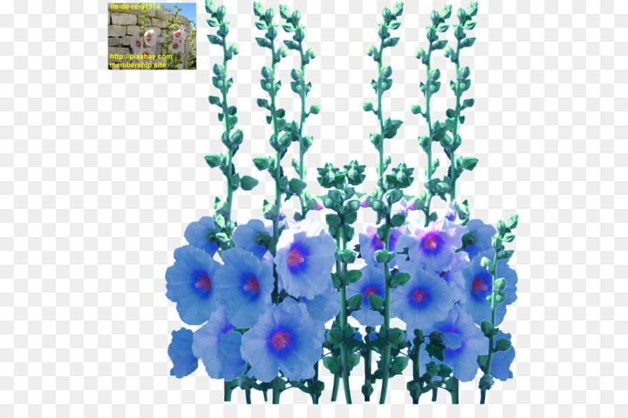 Larkspur，Diseño Floral PNG