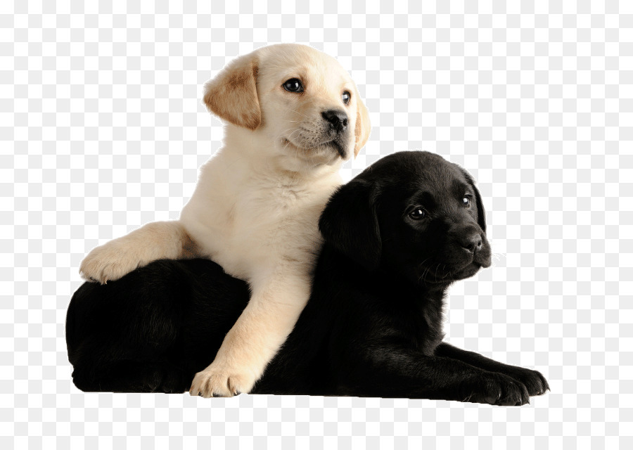 Labrador Retriever，Gato PNG