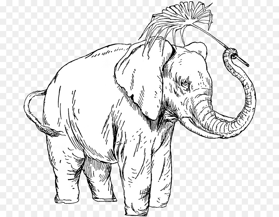 Elefante Indio，El Elefante Africano PNG