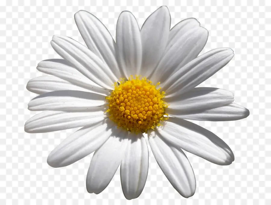 Común Daisy，Flor PNG