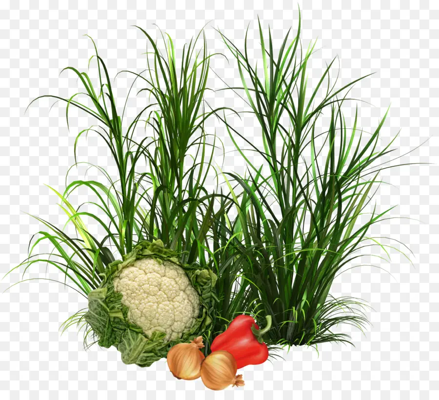 Verduras，Plantas PNG