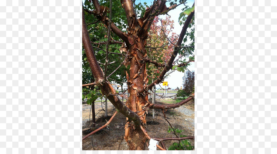 árbol，Guardería PNG