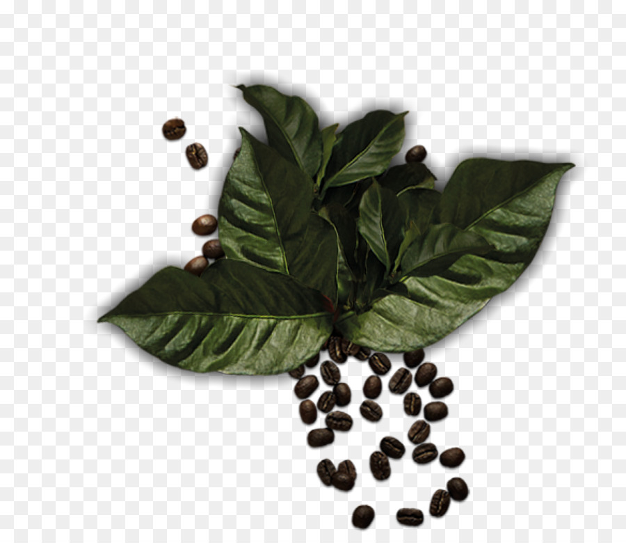 Hoja，Herboristería PNG