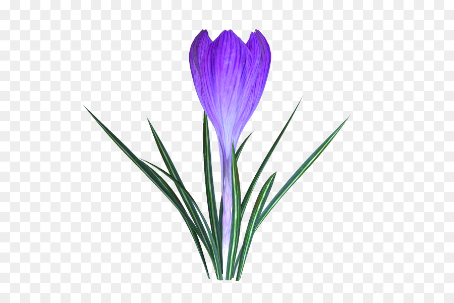 Flor，Florecer PNG