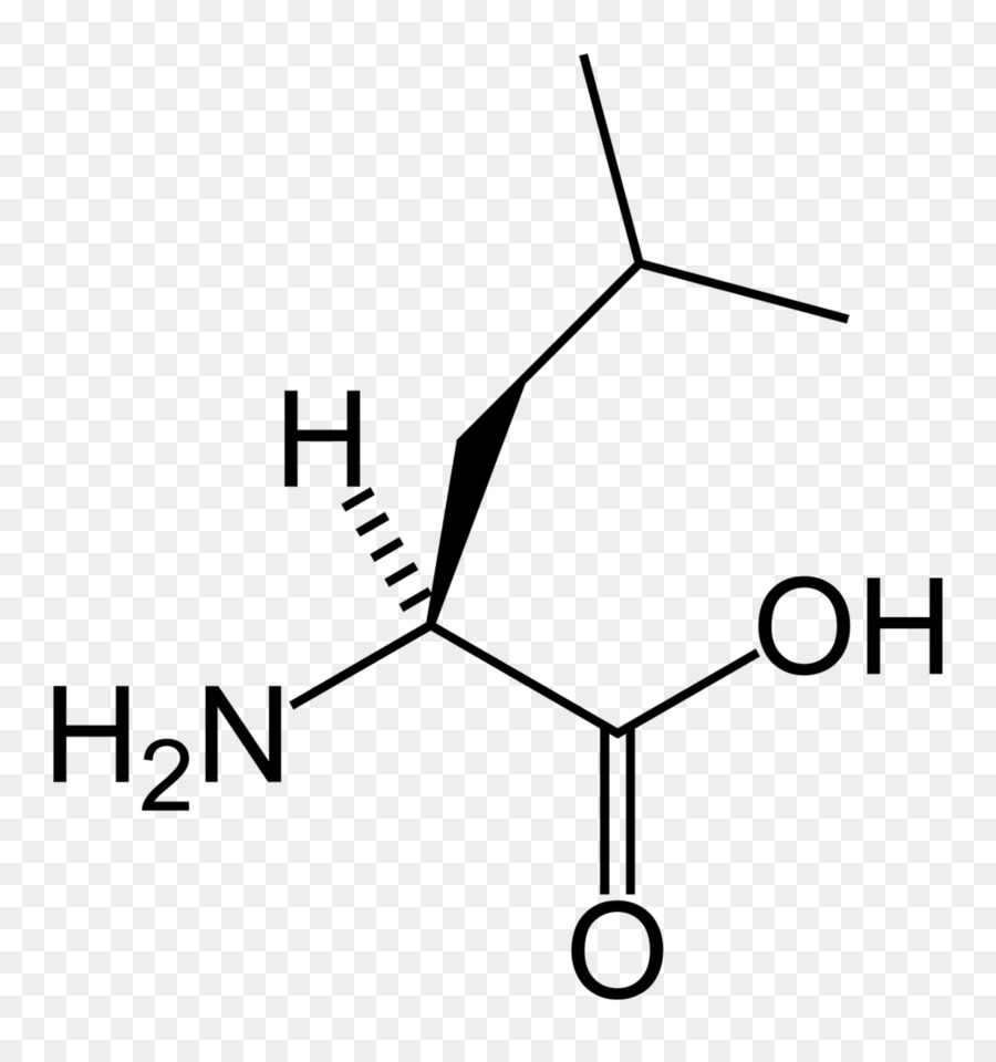 Leucina，Aminoácidos PNG