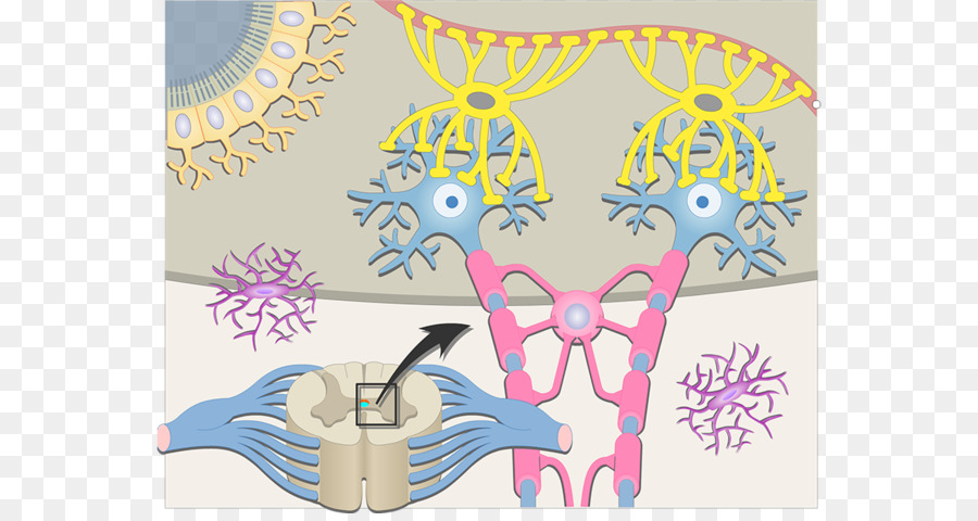 Neurona，Los Oligodendrocitos PNG