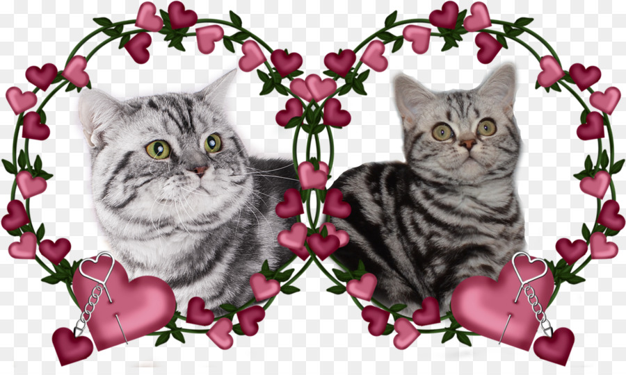 Gatito，Shorthair Americano PNG