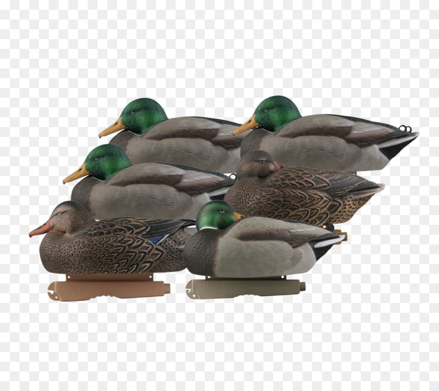 Pato Real，Pato PNG