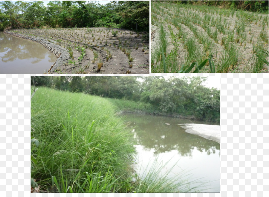 Vetiver，La Vegetación PNG