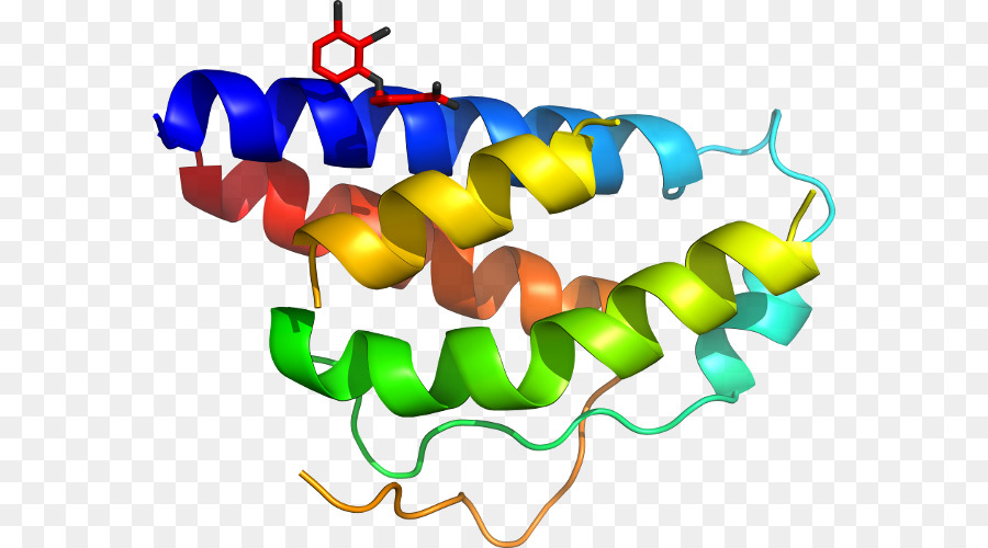 Estructura De La Proteína，Biología PNG