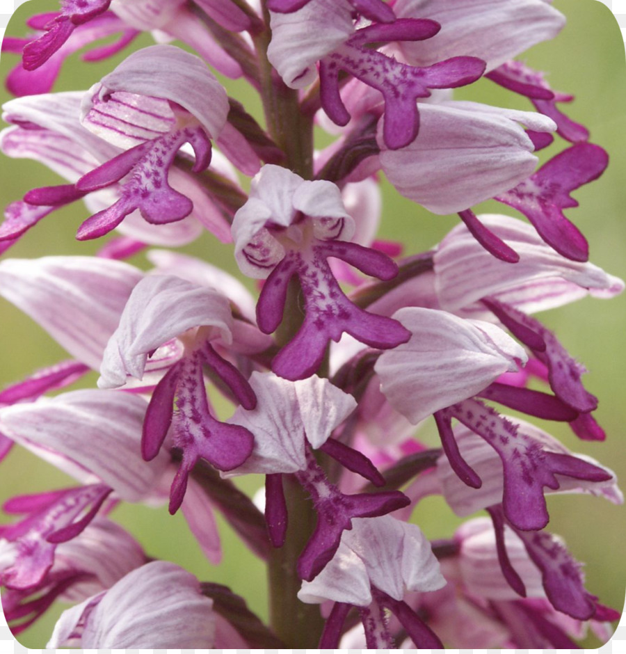 Dendrobium，Militaris De Orchis PNG