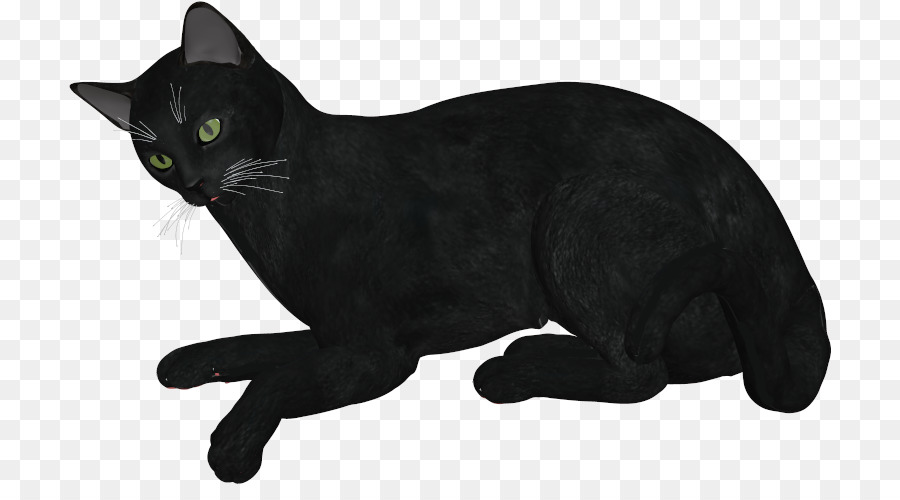 Gato Negro，Bombay Gato PNG