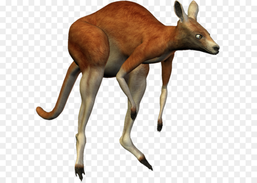 Canguro，Marsupial PNG