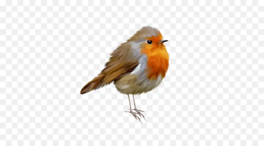 Europea Robin，Robin PNG