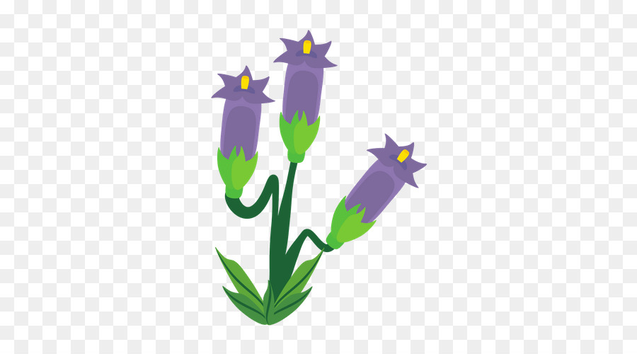 Crocus，Dibujo PNG