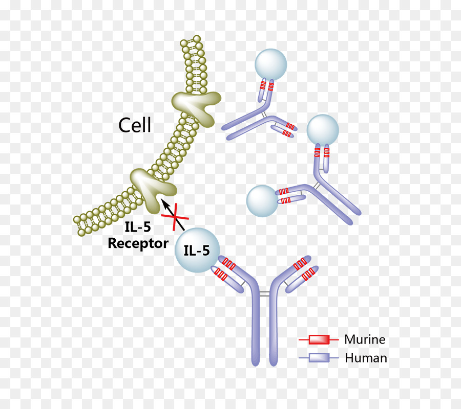 La Interleucina 5，Reslizumab PNG