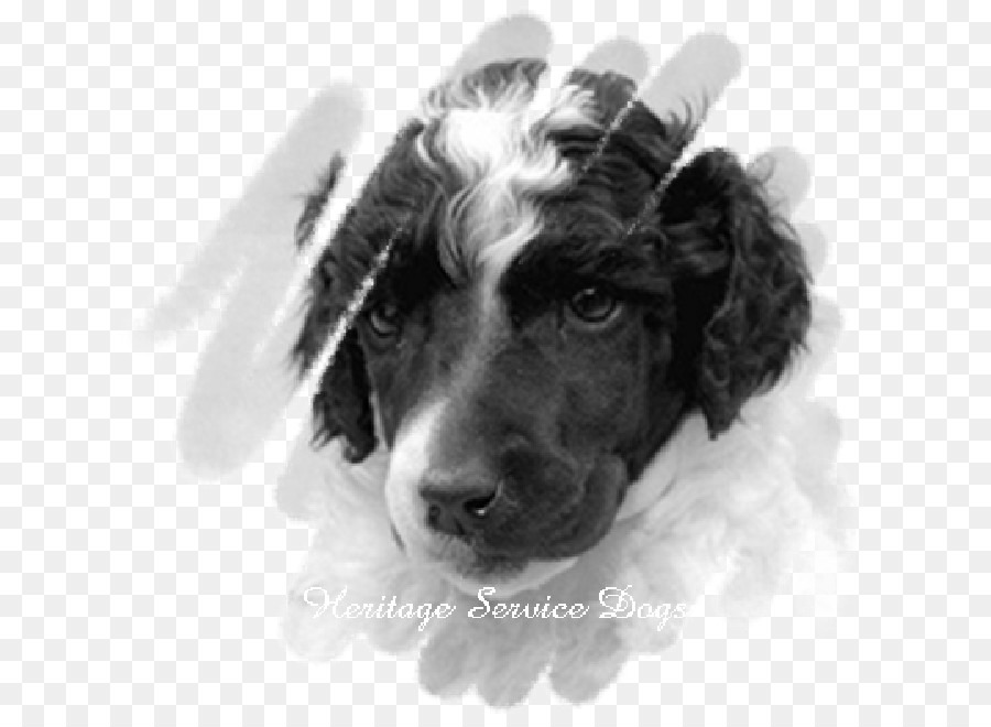 Springer Spaniel Inglés，Boykin Spaniel PNG