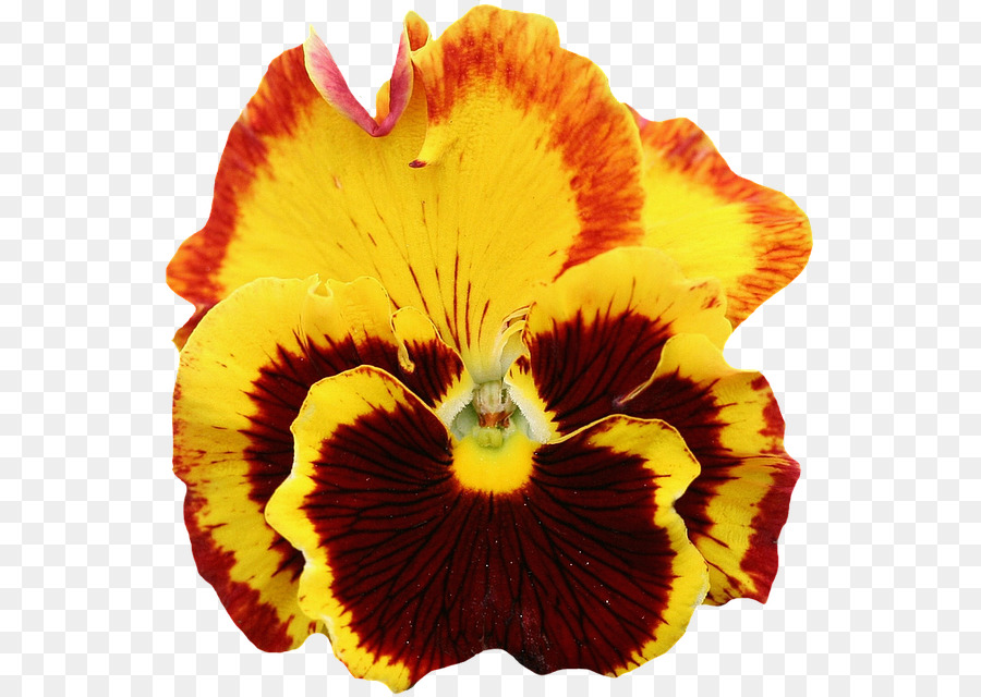 Pansy，Flor PNG