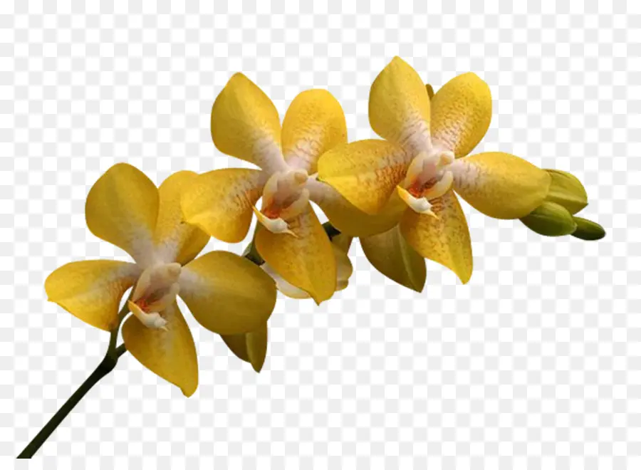 La Polilla De Las Orquídeas，Las Orquídeas PNG