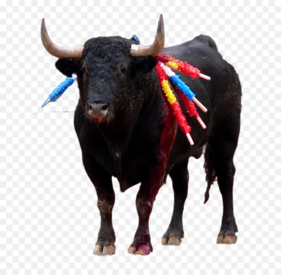 El Español De Toro De Lidia，Buey PNG