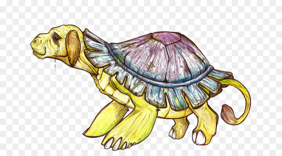 Tortugas，Tortuga PNG