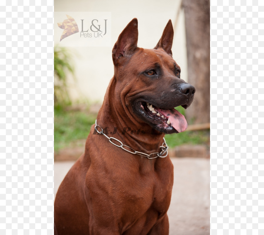 Ridgeback Tailandés，Tosa PNG