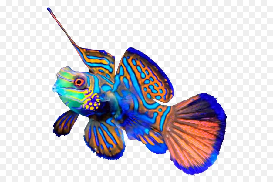 Mandarinfish，Pintoresco Dragonet PNG