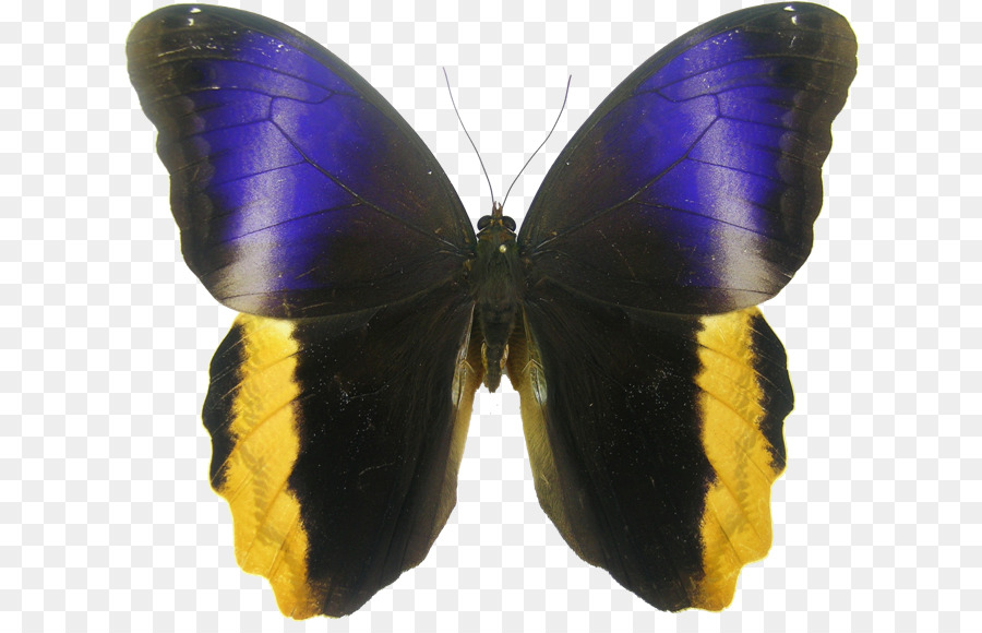 Mariposa，Alas PNG