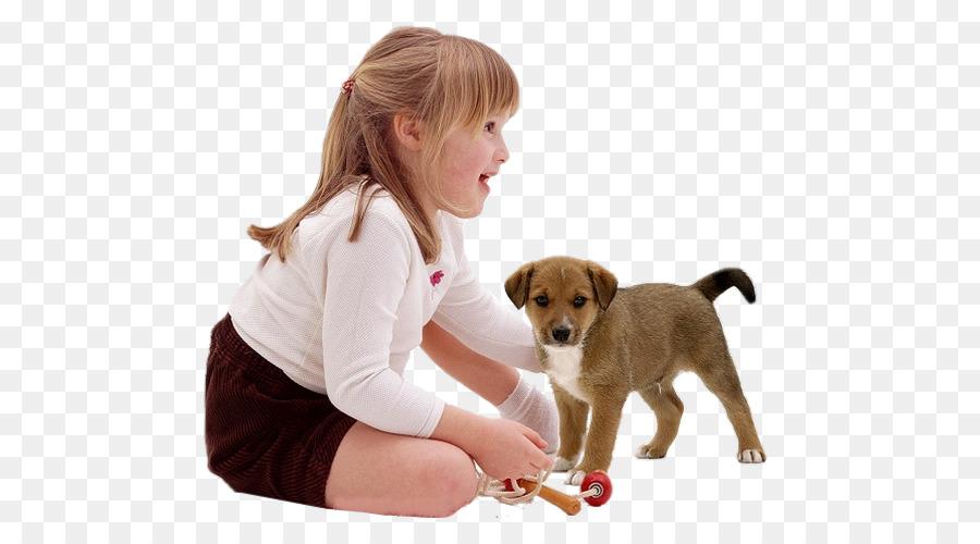 Cachorro，Lakeland Terrier PNG