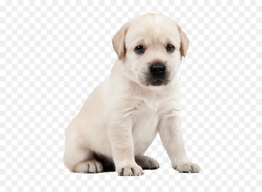 Cachorro，Perro PNG