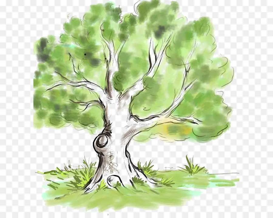 árbol Verde，Hojas PNG