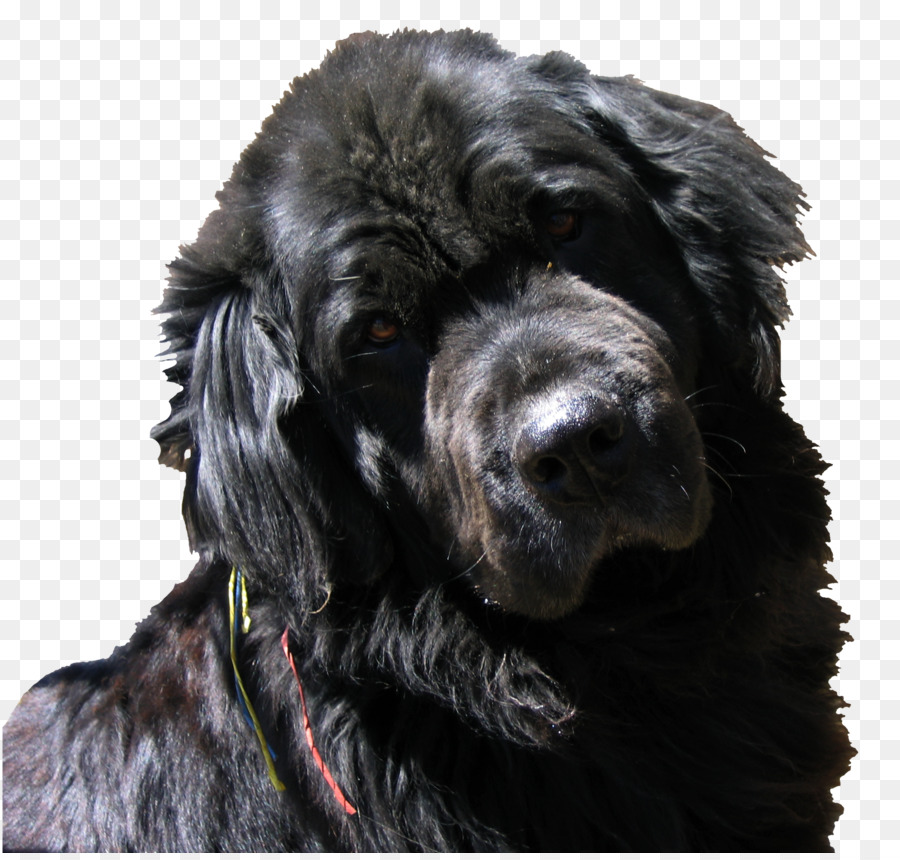 Perro Negro，Mascota PNG