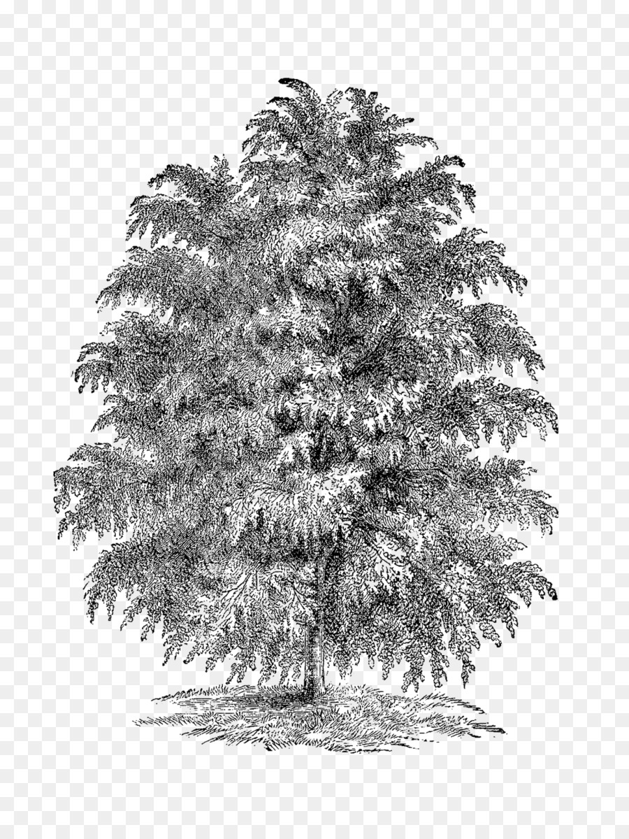 Árbol，Hojas PNG