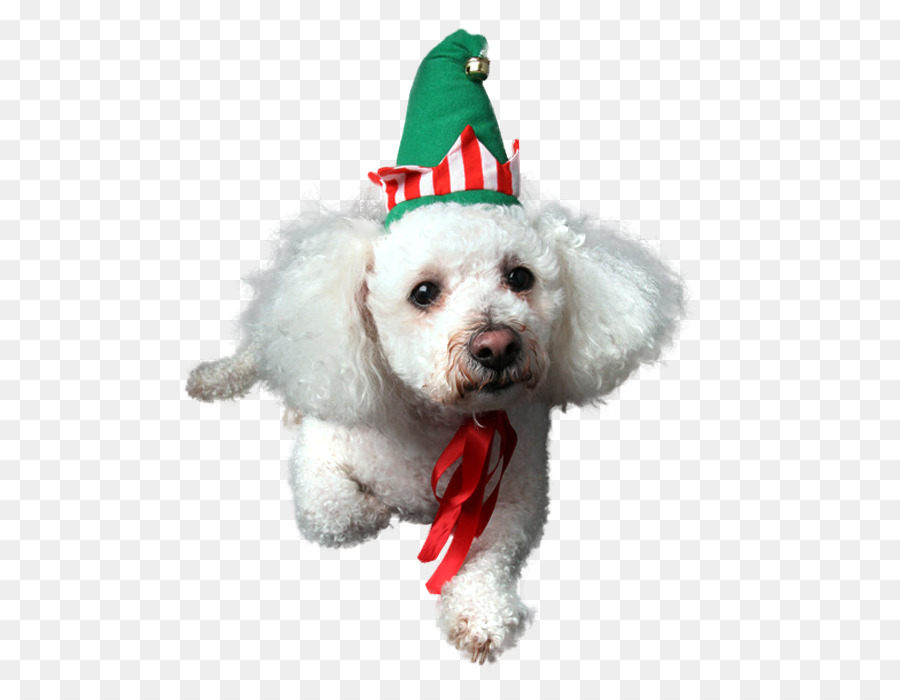 Bichon Frisé，Perro Maltés PNG